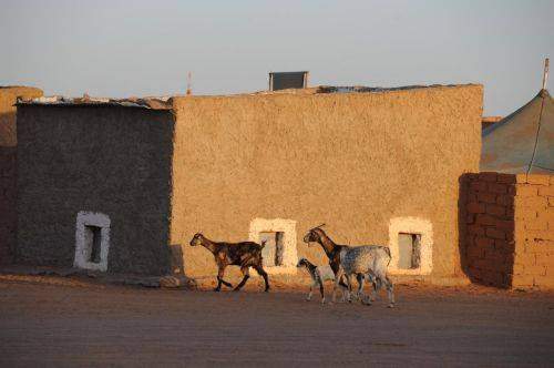 SAHARA MARATHON  2011